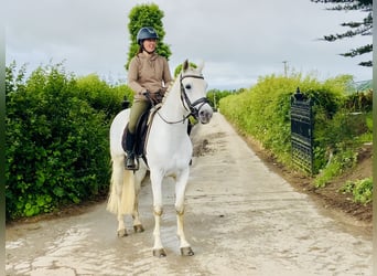 Kuc Connemara, Wałach, 4 lat, 152 cm, Siwa