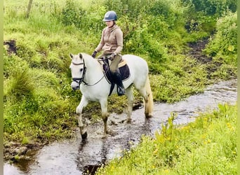 Kuc Connemara, Wałach, 4 lat, 152 cm, Siwa