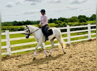 Kuc Connemara, Wałach, 4 lat, 152 cm, Siwa