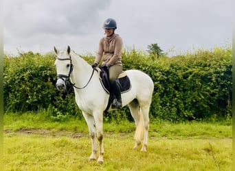 Kuc Connemara, Wałach, 4 lat, 152 cm, Siwa