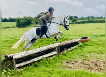 Kuc Connemara, Wałach, 4 lat, 152 cm, Siwa