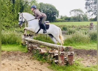 Kuc Connemara, Wałach, 4 lat, 152 cm, Siwa