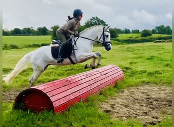 Kuc Connemara, Wałach, 4 lat, 152 cm, Siwa
