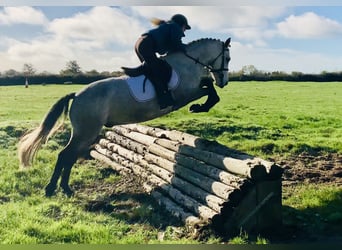 Kuc Connemara, Wałach, 4 lat, 152 cm, Siwa