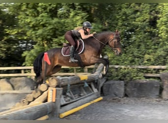 Kuc Connemara, Wałach, 4 lat, 153 cm, Gniada