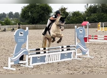 Kuc Connemara, Wałach, 4 lat, 153 cm