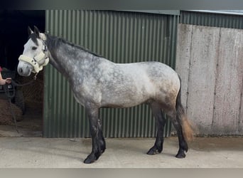 Kuc Connemara, Wałach, 4 lat, 154 cm, Siwa