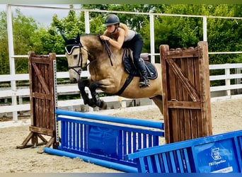 Kuc Connemara, Wałach, 4 lat, 155 cm, Bułana
