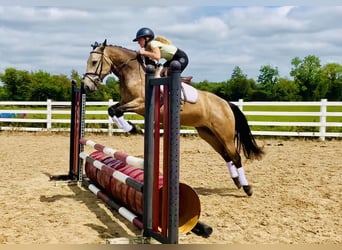 Kuc Connemara, Wałach, 4 lat, 155 cm, Bułana