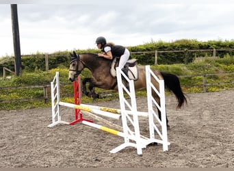 Kuc Connemara, Wałach, 4 lat, 155 cm, Bułana