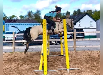 Kuc Connemara, Wałach, 4 lat, 155 cm, Bułana