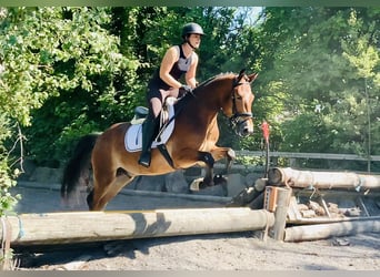 Kuc Connemara, Wałach, 4 lat, 155 cm, Gniada