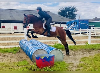 Kuc Connemara, Wałach, 4 lat, 155 cm, Gniada