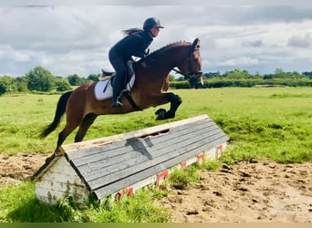 Kuc Connemara, Wałach, 4 lat, 155 cm, Gniada