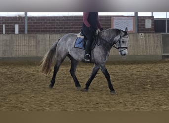 Kuc Connemara, Wałach, 4 lat, 155 cm, Siwa jabłkowita