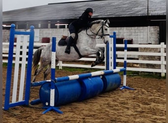 Kuc Connemara, Wałach, 4 lat, 155 cm, Siwa