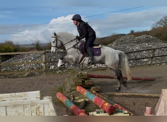 Kuc Connemara, Wałach, 4 lat, 155 cm, Siwa