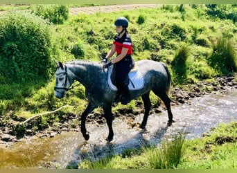 Kuc Connemara, Wałach, 4 lat, 155 cm, Siwa