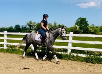 Kuc Connemara, Wałach, 4 lat, 155 cm, Siwa