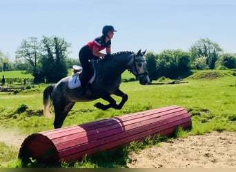 Kuc Connemara, Wałach, 4 lat, 155 cm, Siwa
