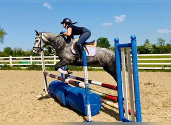Kuc Connemara, Wałach, 4 lat, 155 cm, Siwa