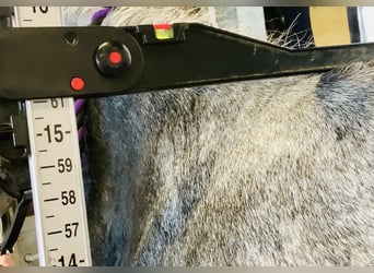 Kuc Connemara, Wałach, 4 lat, 155 cm, Siwa