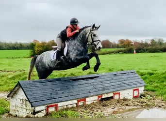 Kuc Connemara, Wałach, 4 lat, 155 cm, Siwa