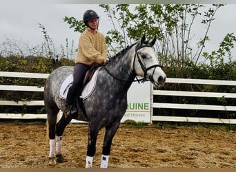 Kuc Connemara, Wałach, 4 lat, 155 cm, Siwa