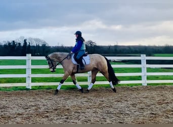 Kuc Connemara, Wałach, 4 lat, 156 cm, Bułana