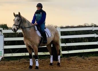 Kuc Connemara, Wałach, 4 lat, 156 cm, Bułana