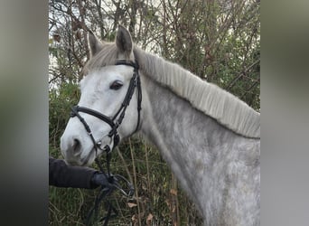 Kuc Connemara, Wałach, 4 lat, 156 cm, Siwa jabłkowita