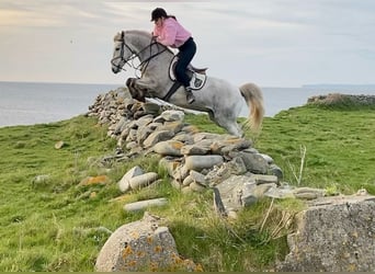 Kuc Connemara, Wałach, 4 lat, 156 cm, Siwa jabłkowita