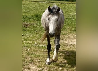Kuc Connemara Mix, Wałach, 4 lat, 156 cm, Siwa