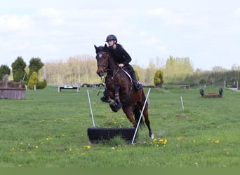 Kuc Connemara, Wałach, 4 lat, 157 cm, Gniada