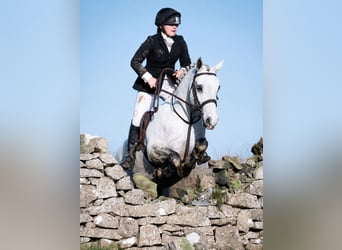 Kuc Connemara, Wałach, 4 lat, 157 cm, Siwa