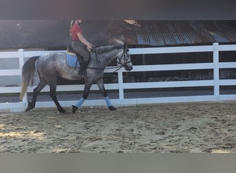 Kuc Connemara, Wałach, 4 lat, 157 cm, Siwa jabłkowita
