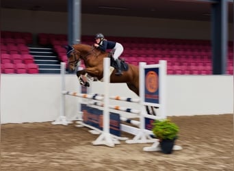 Kuc Connemara, Wałach, 4 lat, 160 cm, Gniada