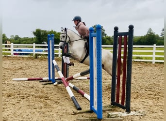 Kuc Connemara, Wałach, 5 lat, 145 cm, Siwa