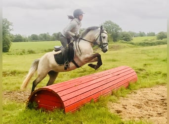 Kuc Connemara, Wałach, 5 lat, 145 cm, Siwa
