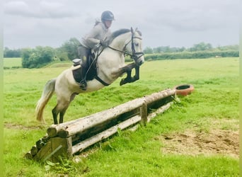 Kuc Connemara, Wałach, 5 lat, 145 cm, Siwa