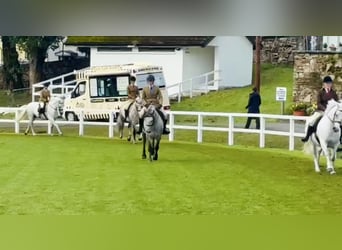 Kuc Connemara, Wałach, 5 lat, 147 cm, Siwa jabłkowita