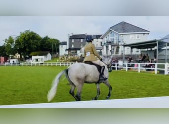 Kuc Connemara, Wałach, 5 lat, 147 cm, Siwa jabłkowita