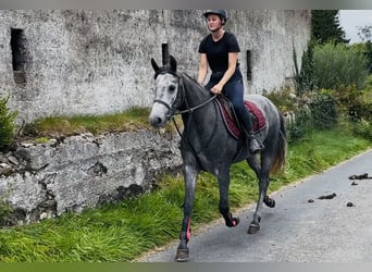 Kuc Connemara, Wałach, 5 lat, 147 cm, Siwa