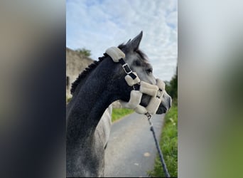 Kuc Connemara, Wałach, 5 lat, 147 cm, Siwa