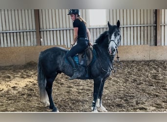 Kuc Connemara, Wałach, 5 lat, 148 cm, Siwa