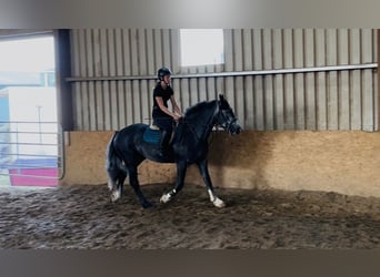 Kuc Connemara, Wałach, 5 lat, 148 cm, Siwa