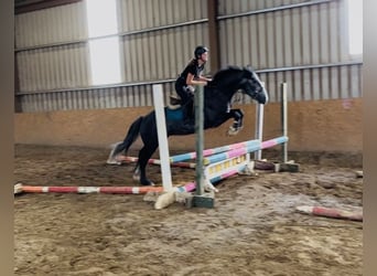 Kuc Connemara, Wałach, 5 lat, 148 cm, Siwa