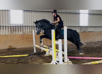 Kuc Connemara, Wałach, 5 lat, 148 cm, Siwa