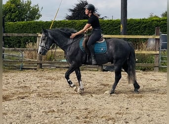 Kuc Connemara, Wałach, 5 lat, 148 cm, Siwa