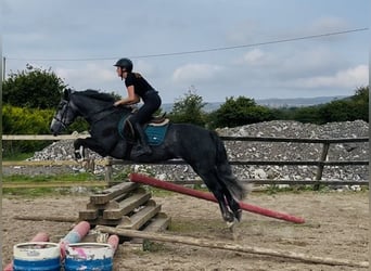 Kuc Connemara, Wałach, 5 lat, 148 cm, Siwa